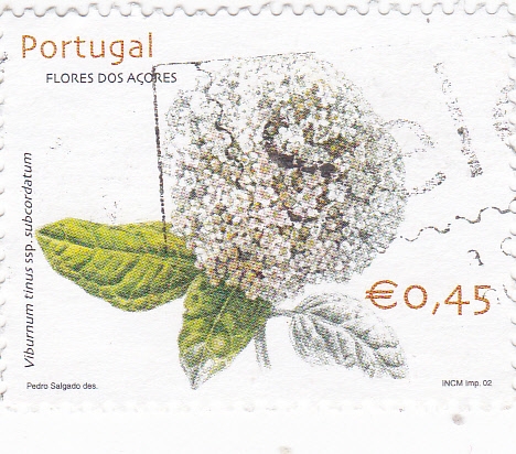 FLORES DE LAS AÇORES- Viburnum