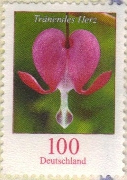 Dicentra