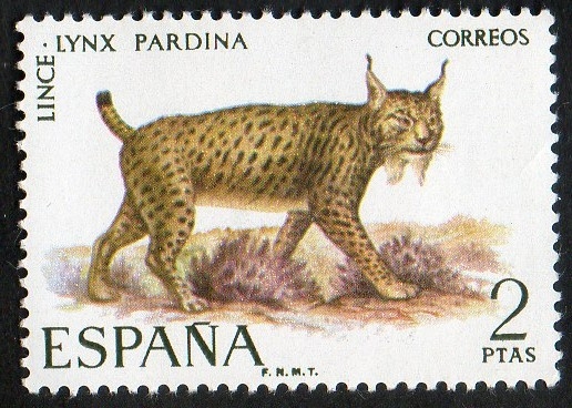 2037-Fauna hispánica. Lince. 