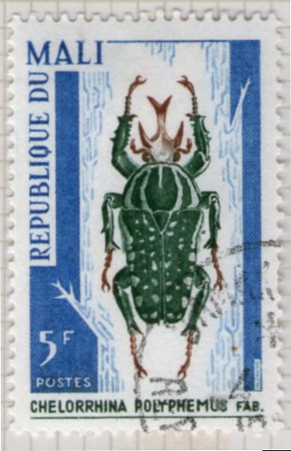 4 Chelorrhina Polyphemus