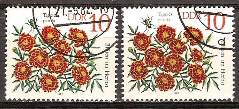 Flores en otoño,Tagetes patula-DDR.