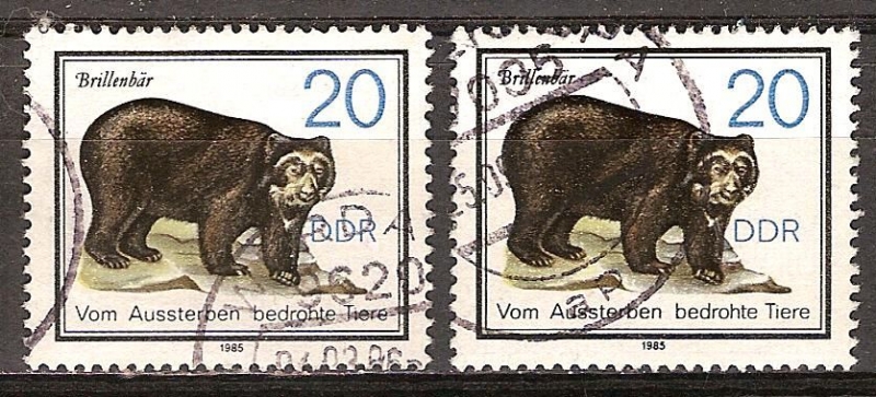 Animales en peligro de extinción(Oso de anteojos)DDR.