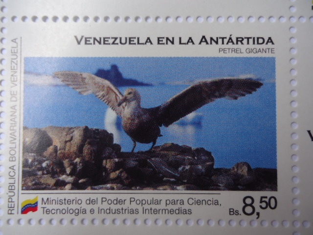 Venezuela en la Antártida- Petrel Gigante- (2de10)