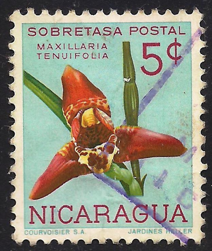 MAXILLARIA TENUIFOLIA.