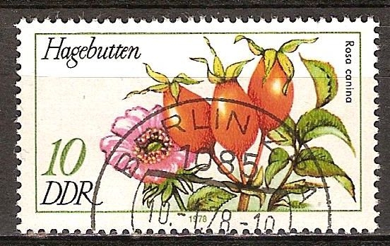 Plantas Medicinales(Rosa Mosqueta, Rosa canina)-DDR.