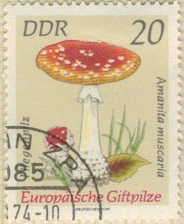 Amanita muscaria 