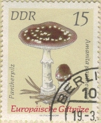 Amanita pantera 