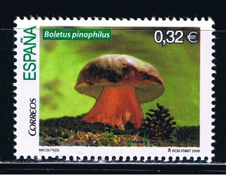 Edifil  4517  Micología.  Boletus pinícola ( Boletus pinophilus ).