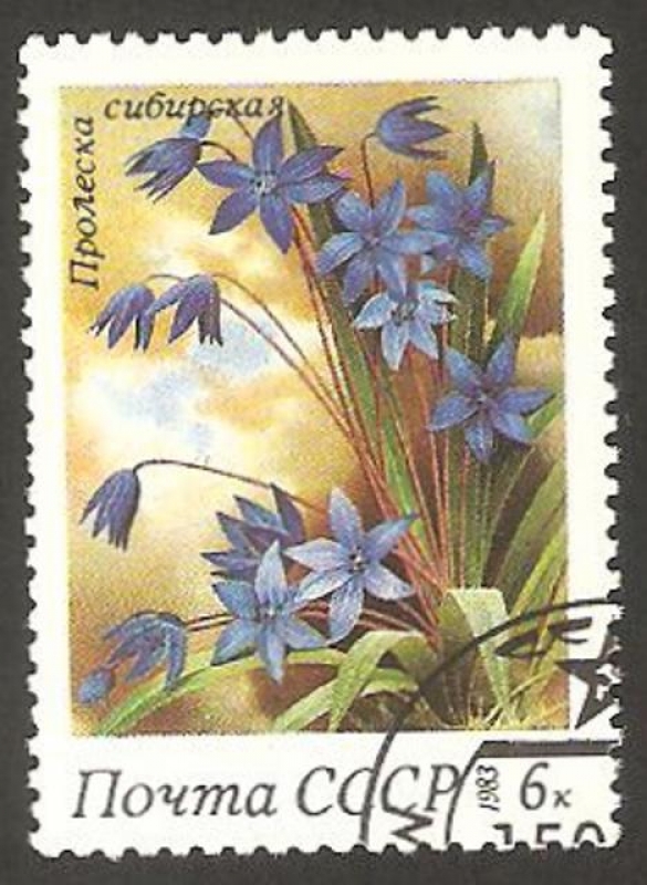 5002 - flor proleska de siberia