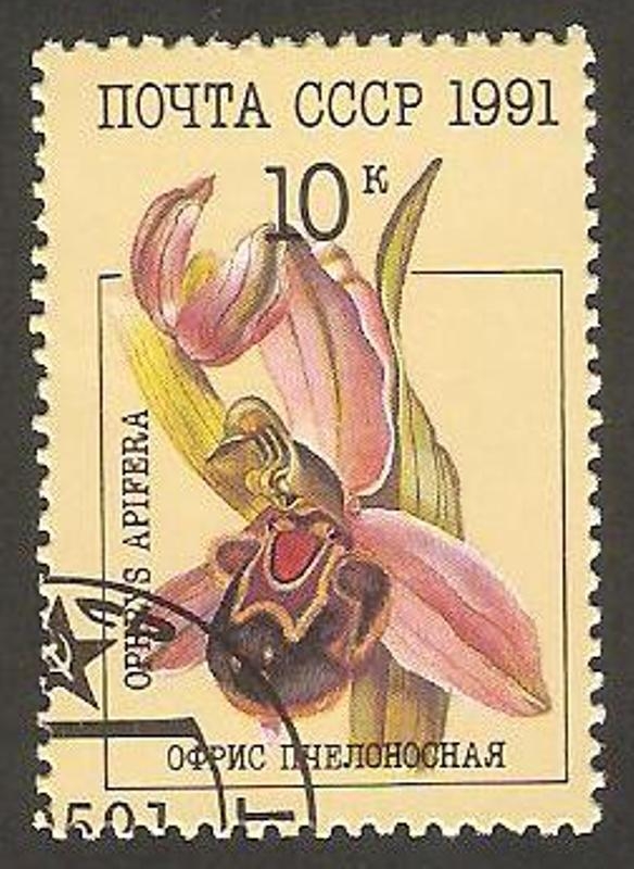 5853 - Orquídea ophrys apifera