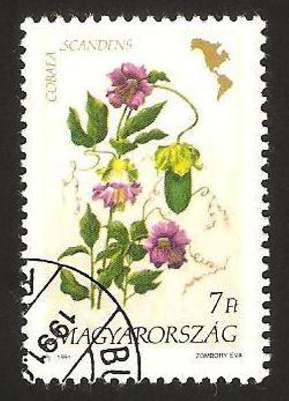 3309 - flor americana, cobaea scandens