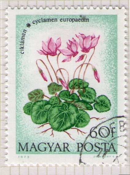 90 Cyclamen europaeum