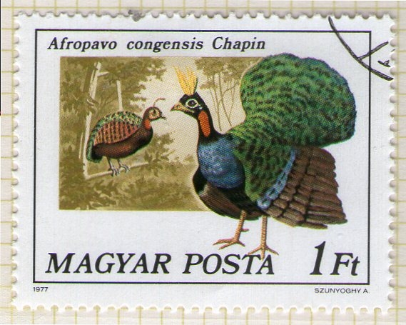 269 Afropavo congensis Chapin