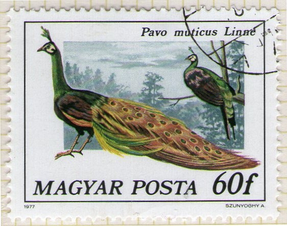 271 Pavo muticus Linné