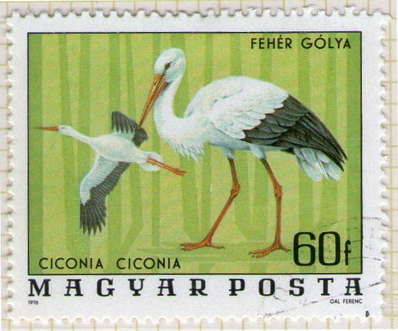 274 Ciconia Ciconia