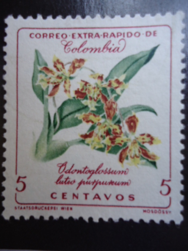 Orquidea Colombian-Odontoglossum,...