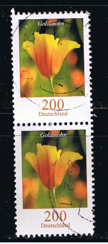 Goldmohn