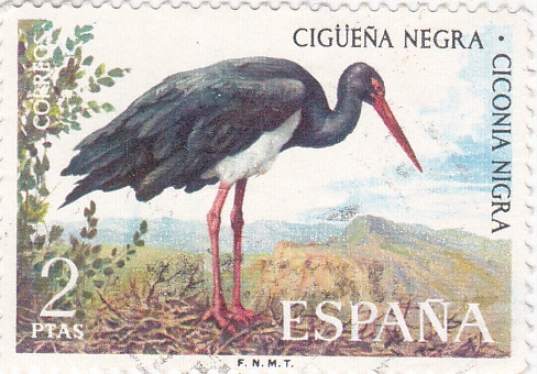 FAUNA HISPÁNICA- Cigüeña Negra (y)