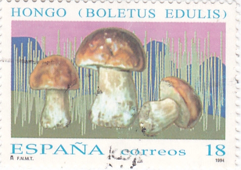 Micología- Boletus Edulis  (Y)  