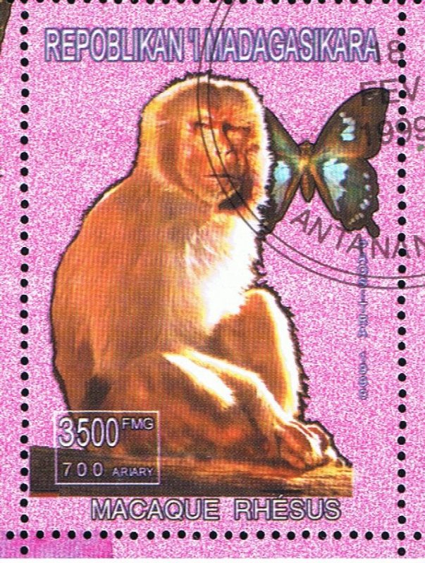 Macaque Rhesus