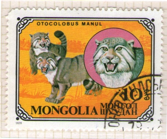 23  Otocolobus manul