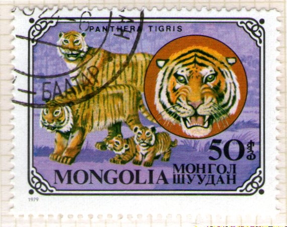 25  Panther tigris