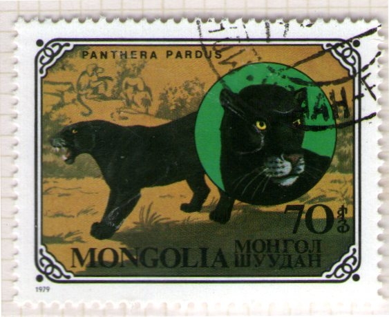 27  Panthera pardus