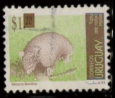 armadillo