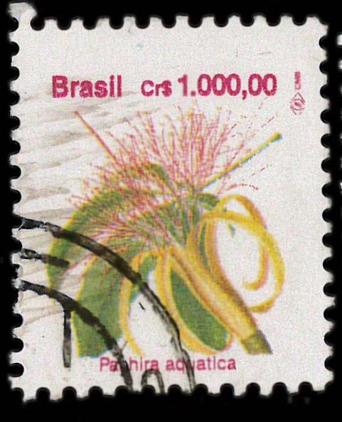 pachira Aquatica