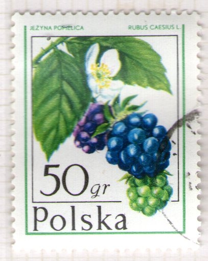 56 Rubus caesius