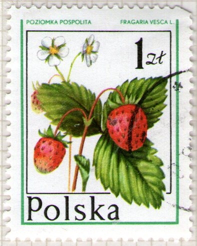 120 Fragaria vesca