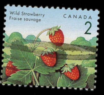 wild strawberry