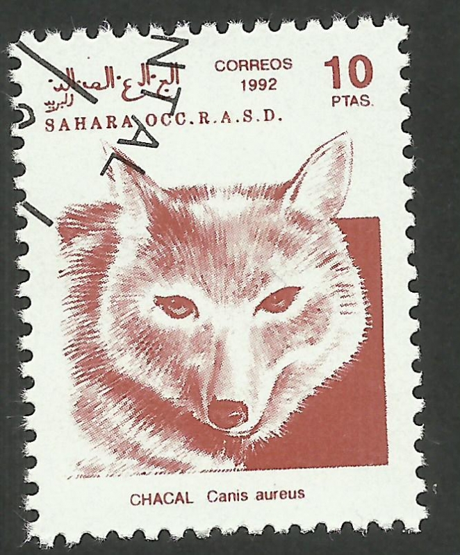 Chacal, Fauna