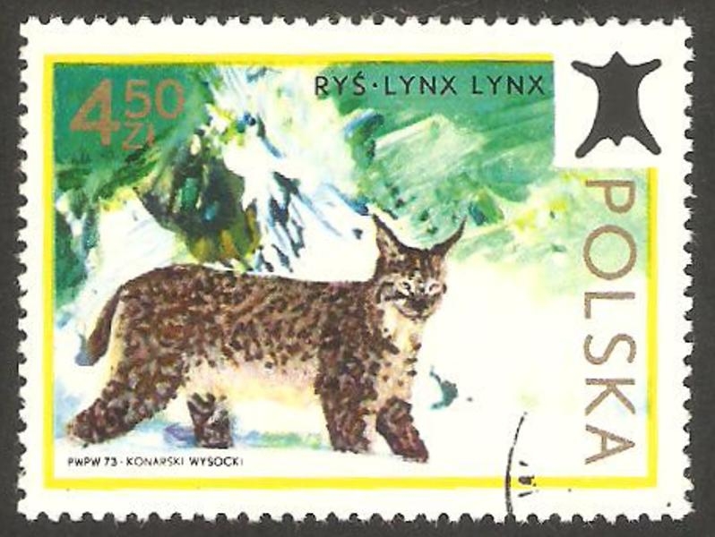 2096 - fauna, un lince