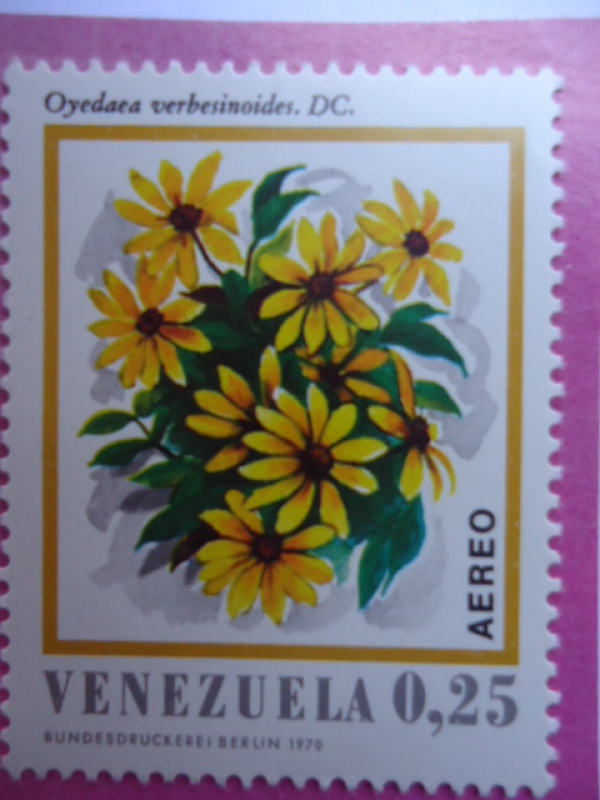 Flora Venezolana-Oyedaea verbesinoides. DC.