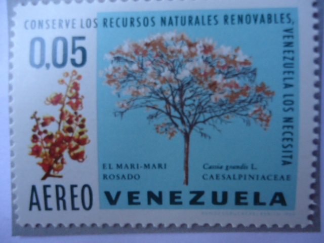 Conserve los Recursos Naturales Renovables,Venezuela los necesita-¨El Mari-Mari Rosado¨ Csesalpiniac