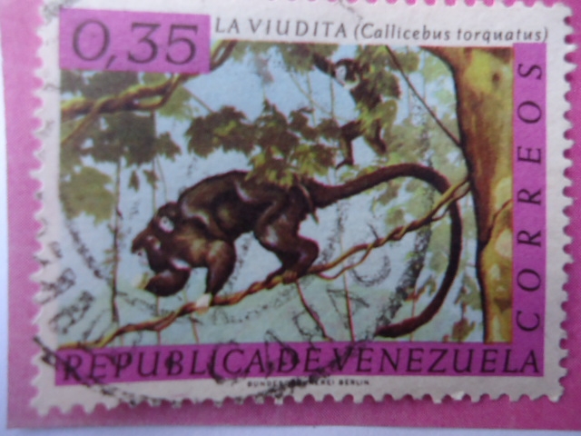 La Viudita- Callicebus Torquatus