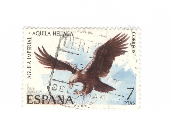 Aguila imperial