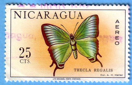 Thecla Regalis