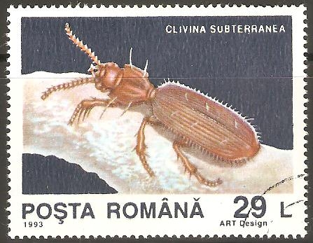 CLIVINA  SUBTERRANEA