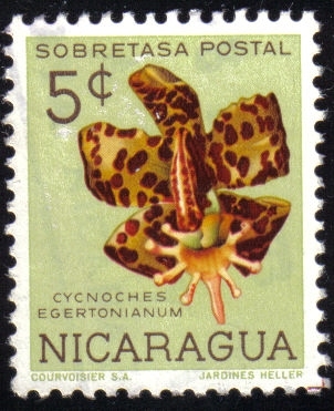 Cycnoches Egertonianum