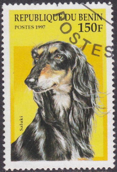 Perro - Saluki