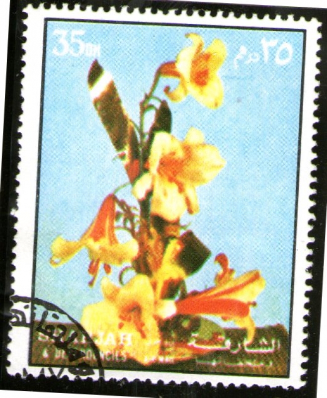 33  SHARJAH