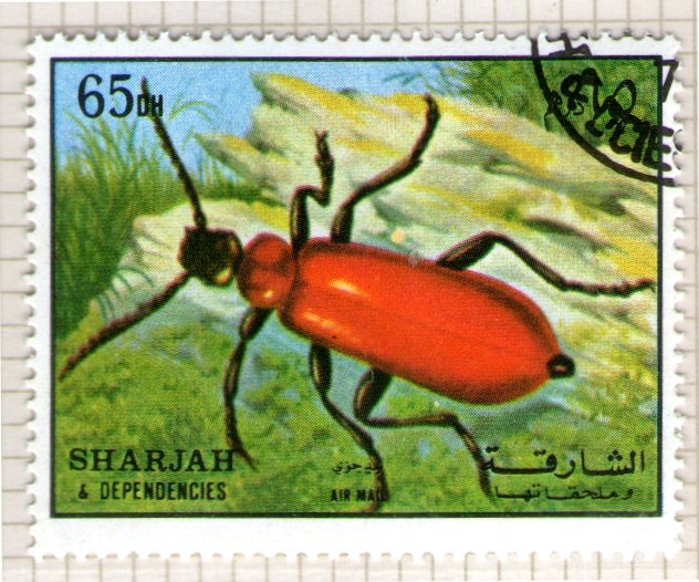 61  SHARJAH