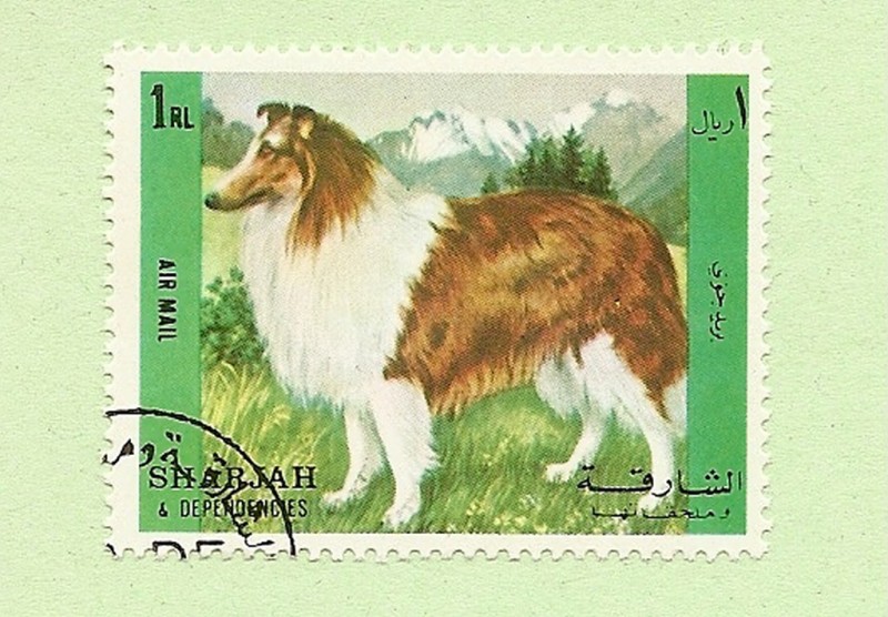 SHARJAH - Perros de raza