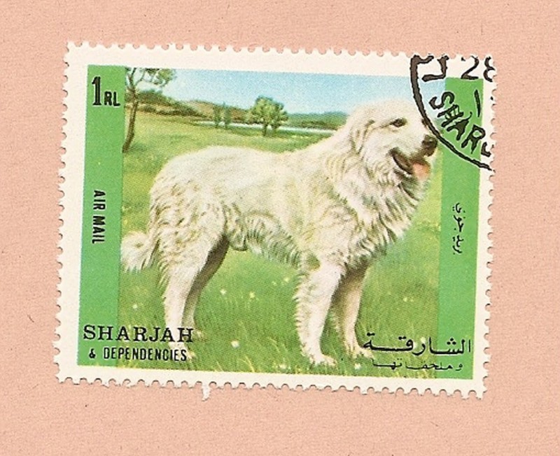 SHARJAH - Perros de raza