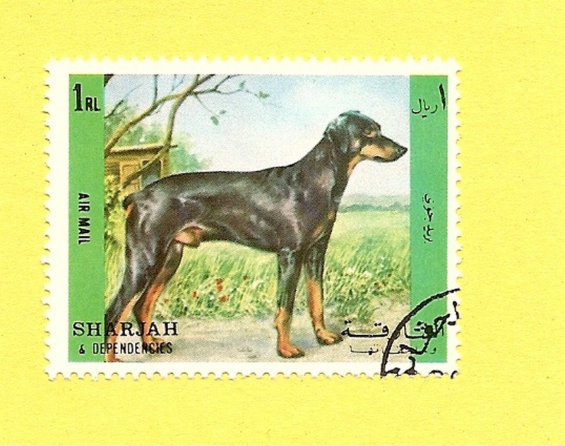 SHARJAH - Perros de raza