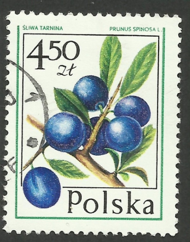 2321 - Fruta del bosque, prunus spinosa