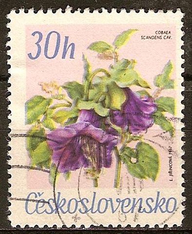 Cobaea scandens.