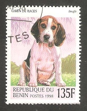 Perro de raza, Beagle